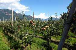 Apfelreihen in Südtirol